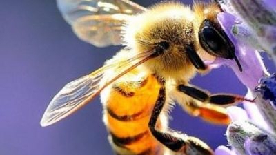 POLLIN ACTION: SALVIAMO GLI INSETTI IMPOLLINATORI