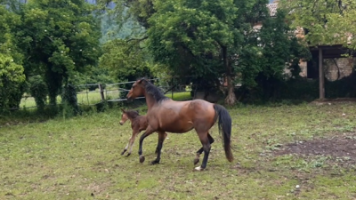 POCHI MA DI RAZZA, SONO I CAVALLI VENETI A RISCHIO DI ESTINZIONE