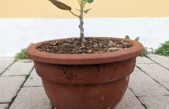 UNA TALEA DELL’”ALBERO DEL GIUDICE FALCONE” ARRIVA DOMANI NEL VENETO