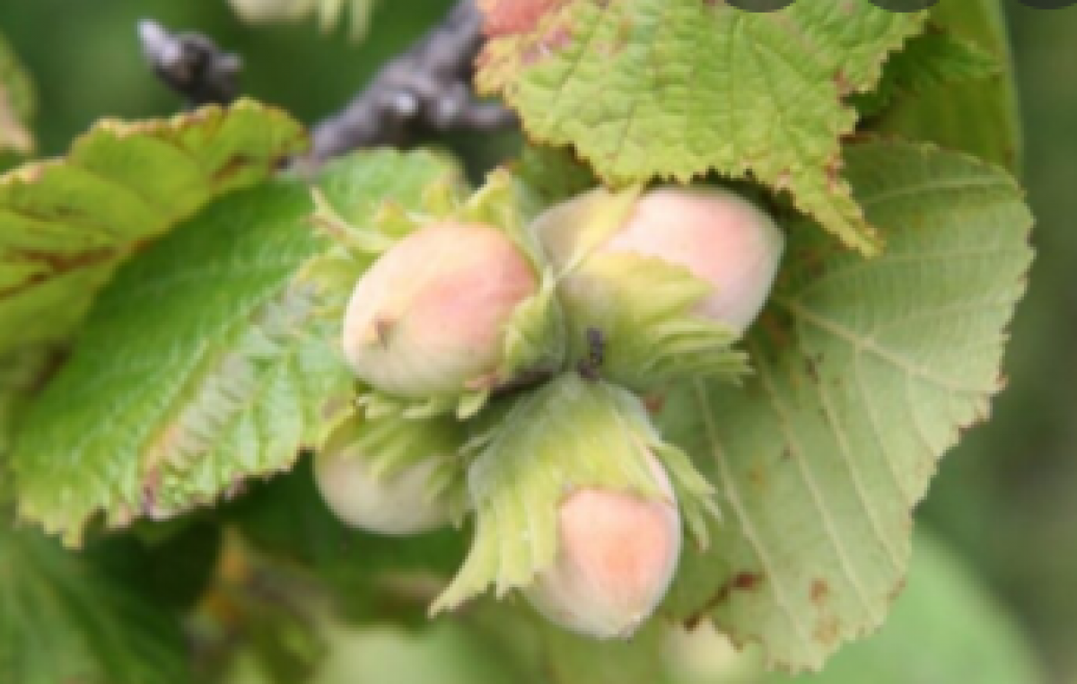 CEREGNANO-RO, OCCHI PUNTATI SUL NUOVO NOCCIOLETO  