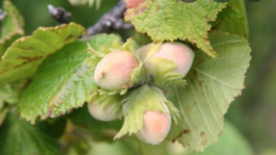 CEREGNANO-RO, OCCHI PUNTATI SUL NUOVO NOCCIOLETO  