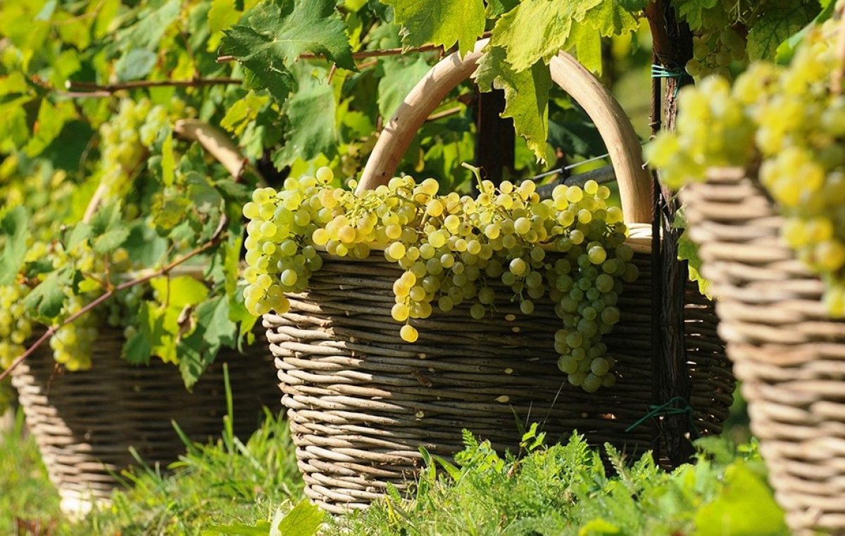 VITIVINICOLO: GIOVEDI’ I DATI DEFINITIVI DELLA VENDEMMIA 2021 NEL VENETO