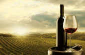 VITIVINICOLO: IN ARRIVO I DATI DELLA VENDEMMIA 2021 NEL VENETO