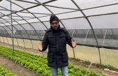 Prove varietali su lattuga cappuccia e gentile
