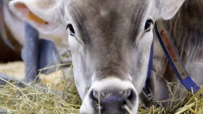 “CASA VENETO”, LO STAND REGIONALE DI FIERAGRICOLA AL SERVIZIO DEGLI AGRICOLTORI E DELLE IMPRESE DEL PRIMARIO