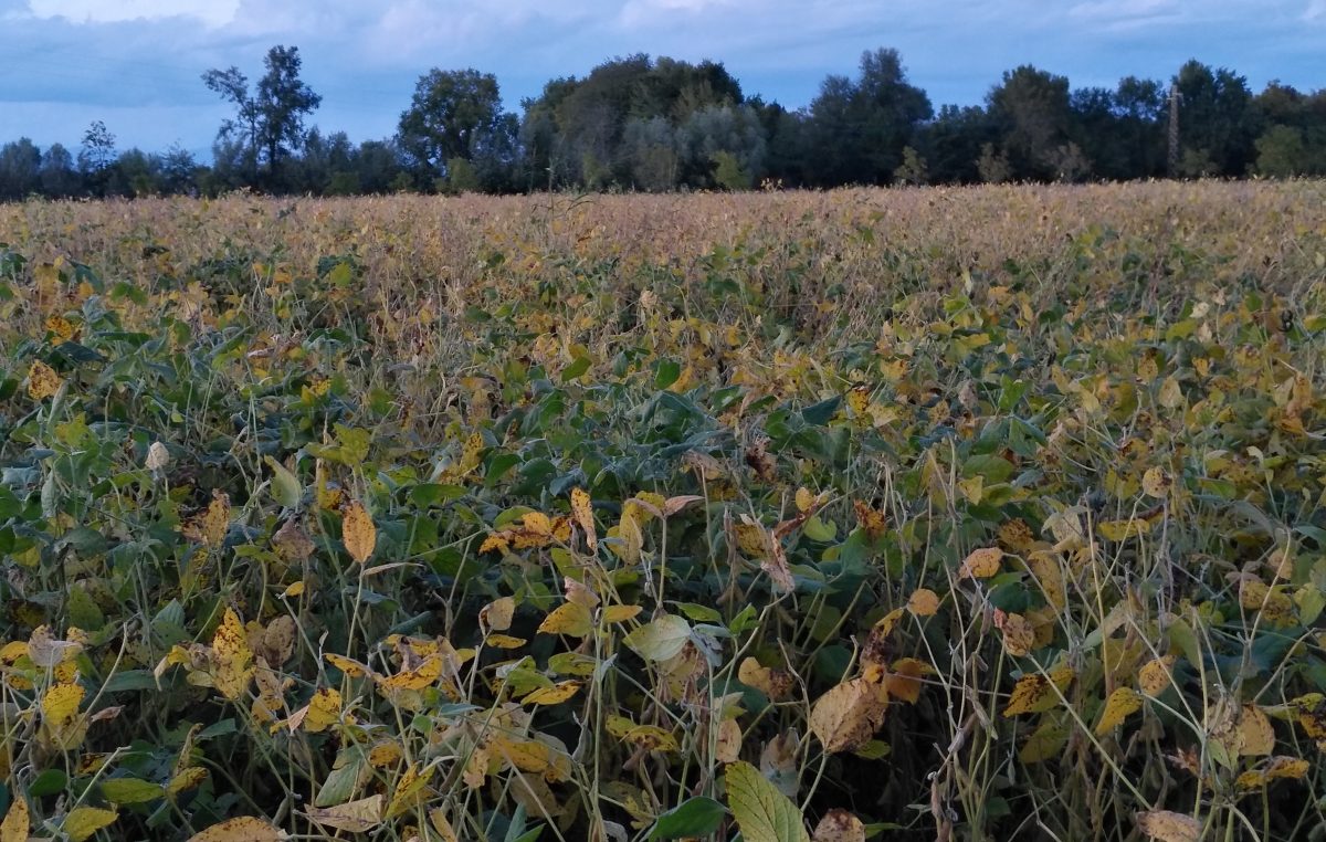 L’AGRICOLTURA VENETA NEL 2021: INVITO ALLA CONFERENZA STAMPA ON-LINE 8 FEBBRAIO (ORE 11:00)