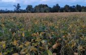 L’AGRICOLTURA VENETA NEL 2021: INVITO ALLA CONFERENZA STAMPA ON-LINE 8 FEBBRAIO (ORE 11:00)