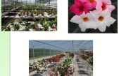 Schede varietali Dipladenia 2019-2020-2021