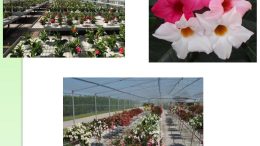 Schede varietali Dipladenia 2019-2020-2021
