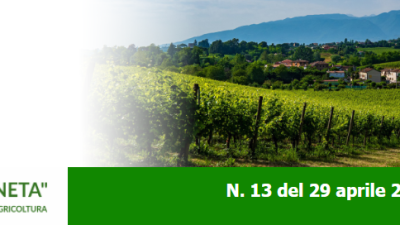 Newsletter n. 13 DEL 26.04.22