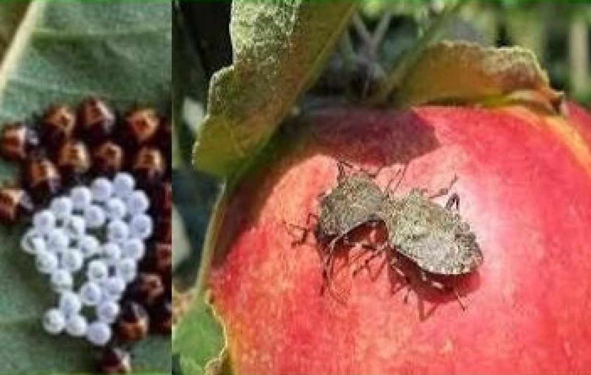 Il rilascio sperimentale del parassita della cimice asiatica