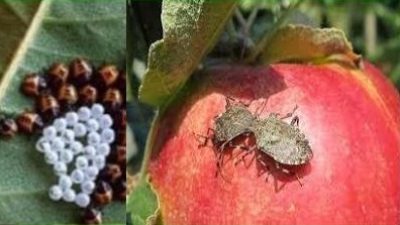 Dinamica di popolazione e modellistica per gli organismi dannosi in agricoltura