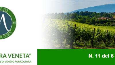 Newsletter n. 11 del 6 aprile 2022