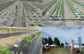 Centro “Po di Tramontana” – Risultati sperimentali 2021 nei settori orticolo e floricolo