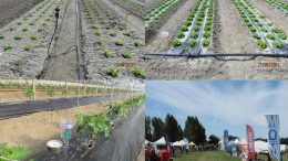 Centro “Po di Tramontana” – Risultati sperimentali 2021 nei settori orticolo e floricolo