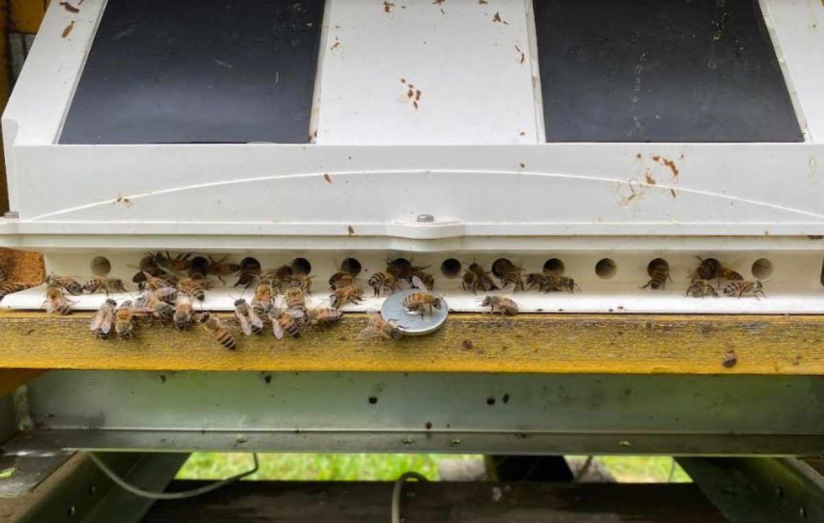 Arnie elettroniche, api e ambiente con il progetto BeeDiversity