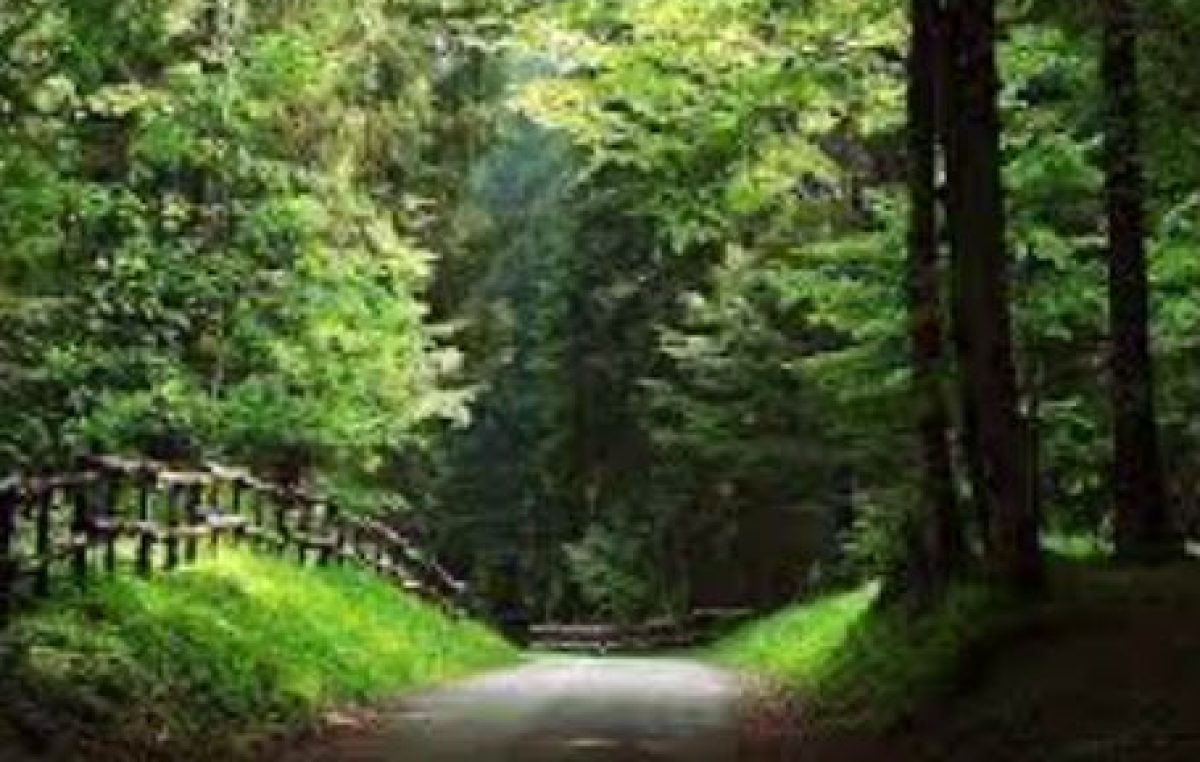 LA PRIMA FORESTA CERTIFICATA PEFC PER LA BIODIVERSITA’ E’ IN CANSIGLIO: UN CONCERTO PER CELEBRARLA