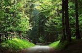 LA PRIMA FORESTA CERTIFICATA PEFC PER LA BIODIVERSITA’ E’ IN CANSIGLIO: UN CONCERTO PER CELEBRARLA