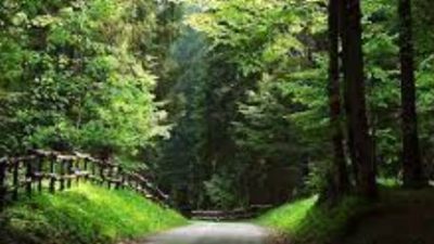 LA PRIMA FORESTA CERTIFICATA PEFC PER LA BIODIVERSITA’ E’ IN CANSIGLIO: UN CONCERTO PER CELEBRARLA