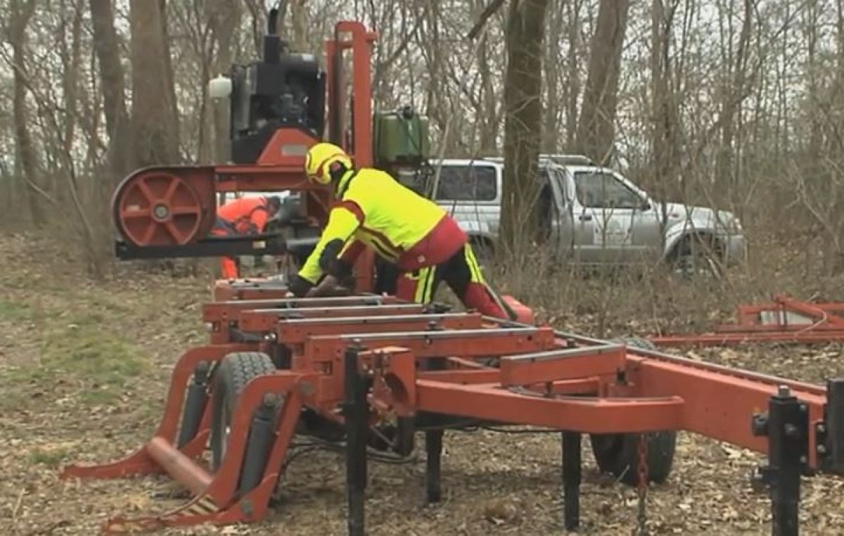 MARCA TREVIGIANA: LIFE PALU’ QUARTIER DEL PIAVE, QUATTRO VIDEO DI VENETO AGRICOLTURA SUL TAGLIO DELLE ALBERATURE E L’UTILIZZO DEL LEGNAME
