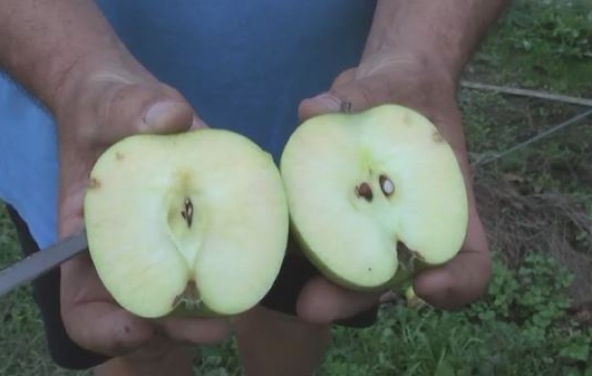 Video-tutorial “Fondi mutualistici in agricoltura”