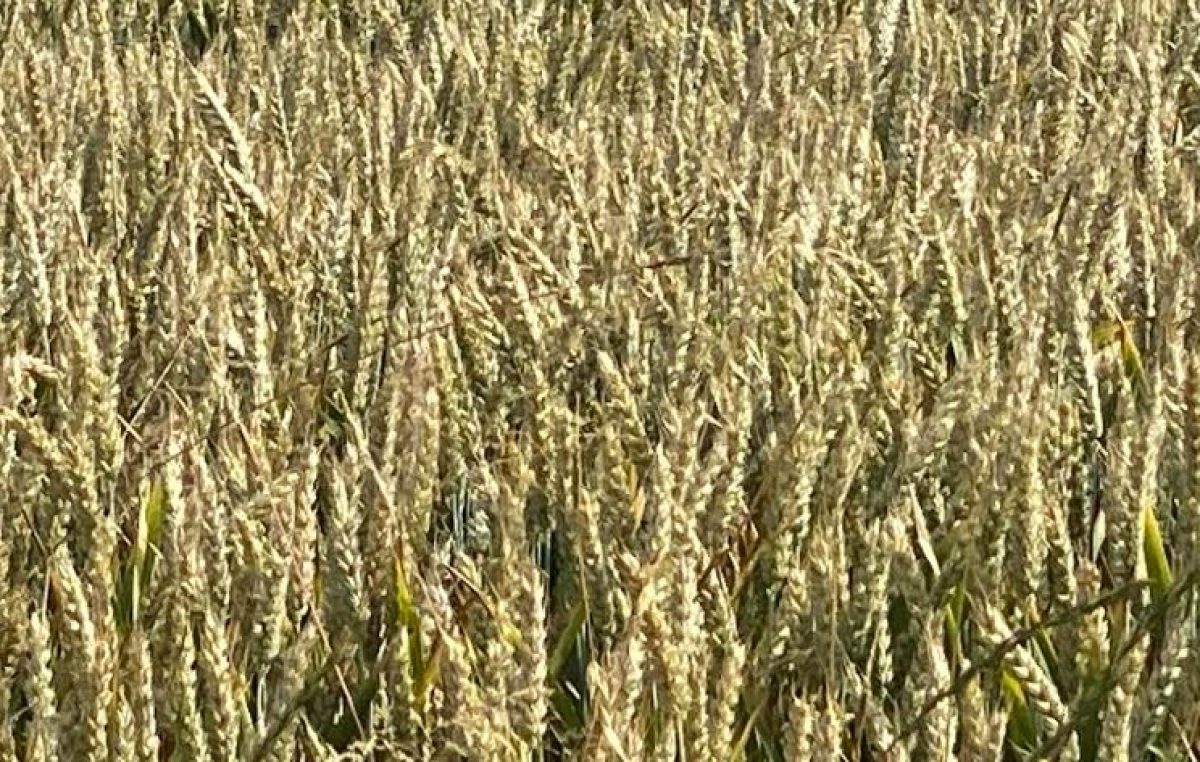 L’AGRICOLTURA VENETA VALE 6,4 MILIARDI DI EURO (+2,9%), NONOSTANTE I TANTI FATTORI NEGATIVI