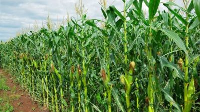 SETTORE DEI CEREALI IN FIBRILLAZIONE: FOCUS DI VENETO AGRICOLTURA
