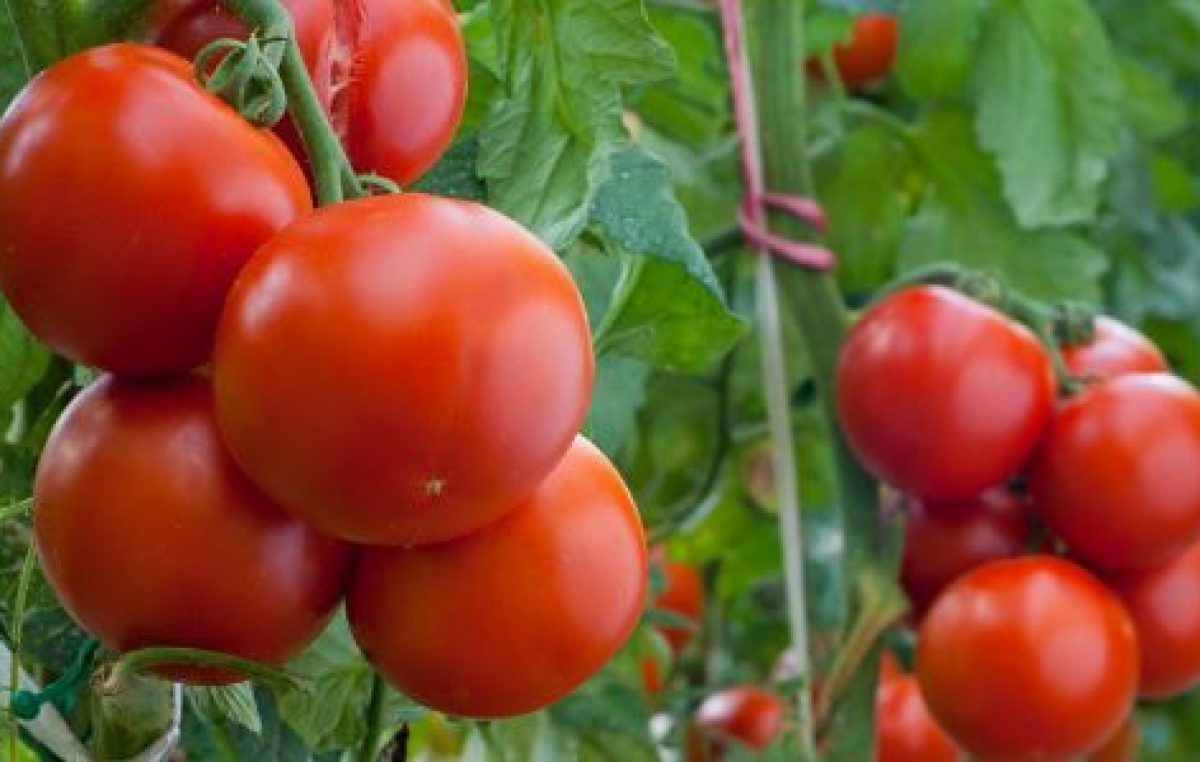 VENERDI’ 1° LUGLIO C/O IL CENTRO SPERIMENTALE ORTOFLORICOLO PO DI TRAMONTANA (ROSOLINA-RO): GIORNATA APERTA “BIOSTIMOLANTI IN CAMPO”