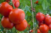VENERDI’ 1° LUGLIO C/O IL CENTRO SPERIMENTALE ORTOFLORICOLO PO DI TRAMONTANA (ROSOLINA-RO): GIORNATA APERTA “BIOSTIMOLANTI IN CAMPO”