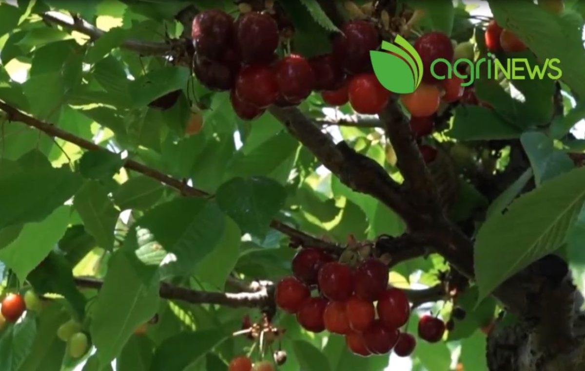 AgriNews – il TG dell’agricoltura veneta, n. 18 del 9 giugno 2022