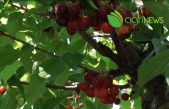 AgriNews – il TG dell’agricoltura veneta, n. 18 del 9 giugno 2022