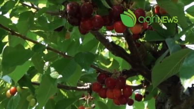 AgriNews – il TG dell’agricoltura veneta, n. 18 del 9 giugno 2022
