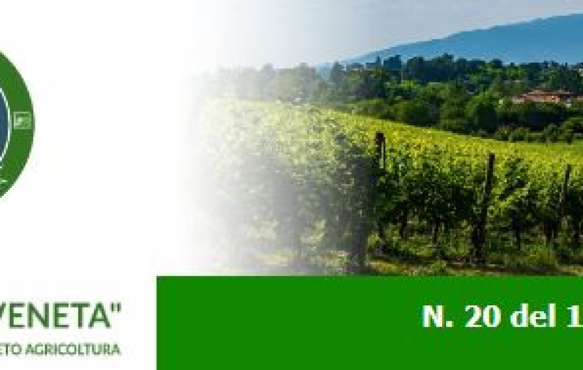 Newsletter n. 20 del 16 giugno 2022
