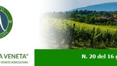 Newsletter n. 20 del 16 giugno 2022