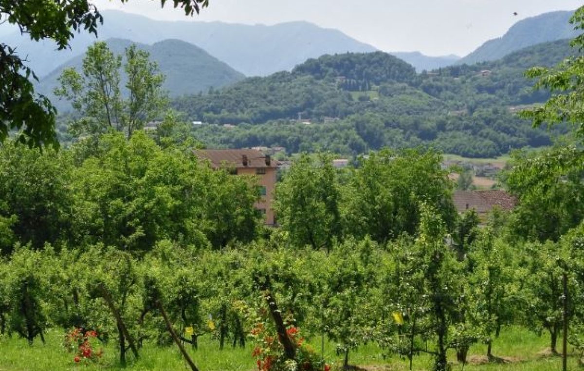 IL VIGNETO VENETO AI RAGGI “X”