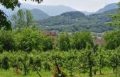 IL VIGNETO VENETO AI RAGGI “X”