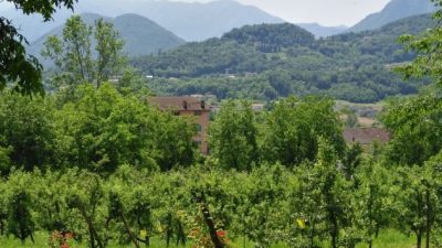 IL VIGNETO VENETO AI RAGGI “X”
