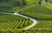 VIGNETO VENETO IN SALUTE MA PREOCCUPA LA SICCITA’. ATTENZIONE ALLA FLAVESCENZA DORATA