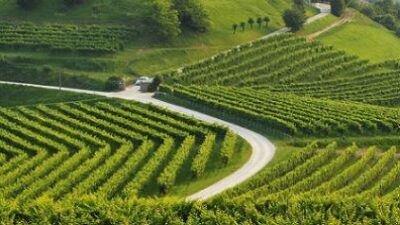 VIGNETO VENETO IN SALUTE MA PREOCCUPA LA SICCITA’. ATTENZIONE ALLA FLAVESCENZA DORATA