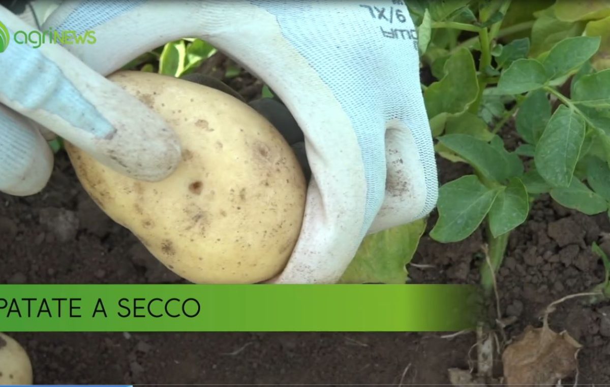 AgriNews n. 29 del 18 luglio 2022