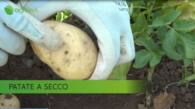 AgriNews n. 29 del 18 luglio 2022