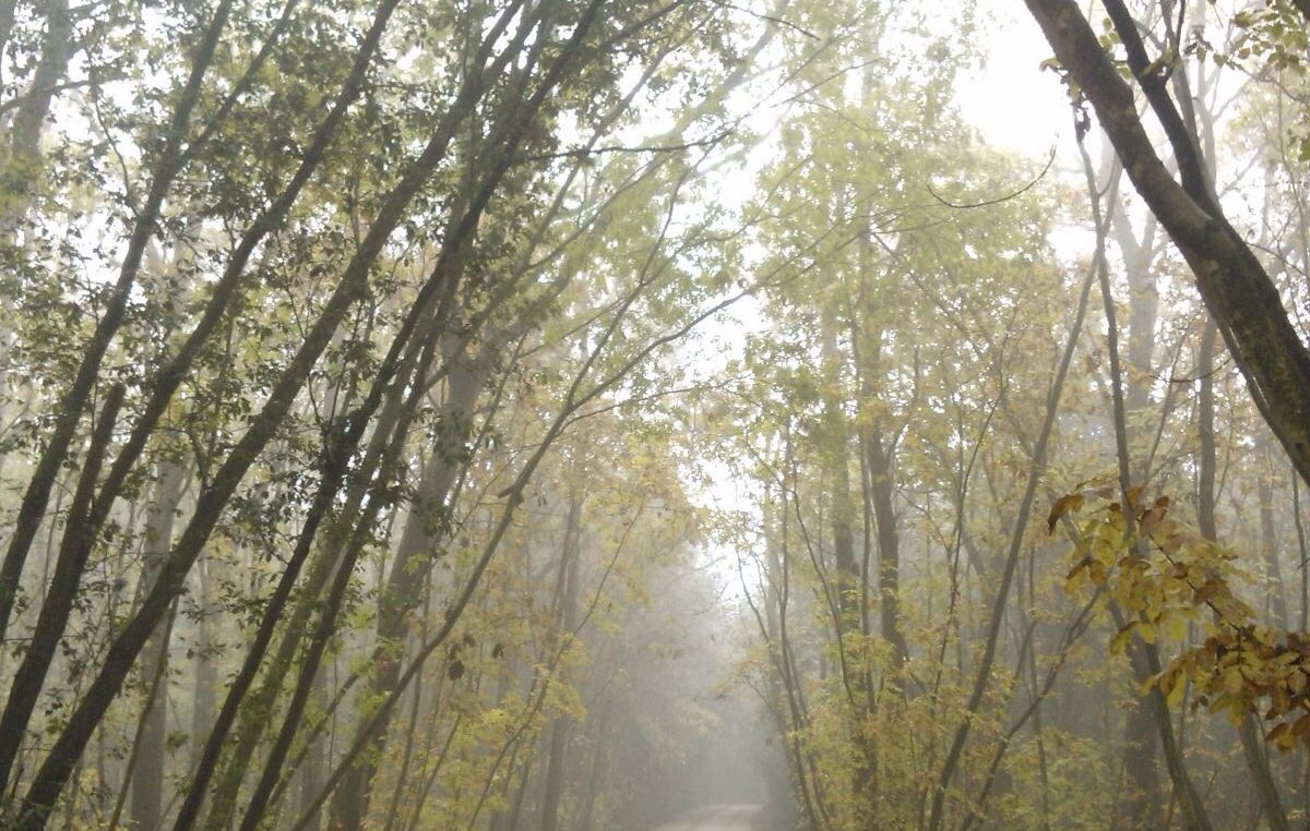 TORNA “JEAN GIONO, L’UOMO CHE PIANTAVA GLI ALBERI”, IL PREMIO DI REGIONE E VENETO AGRICOLTURA