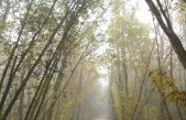 TORNA “JEAN GIONO, L’UOMO CHE PIANTAVA GLI ALBERI”, IL PREMIO DI REGIONE E VENETO AGRICOLTURA