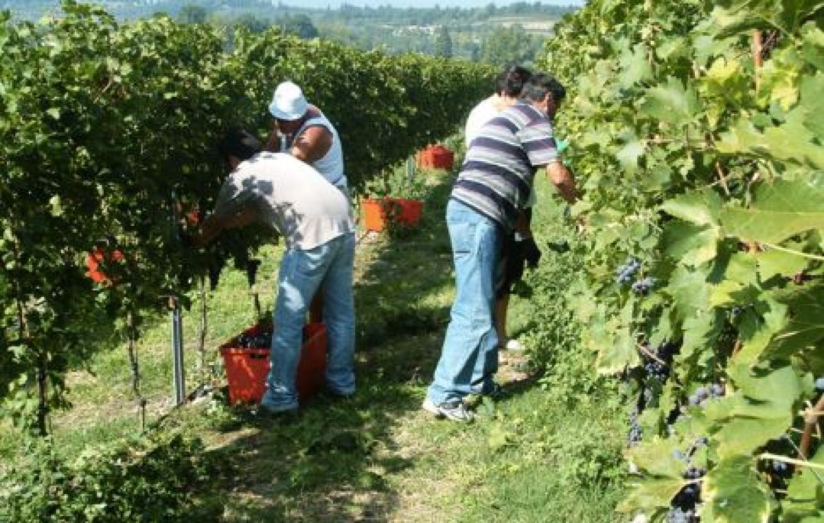 VENDEMMIA: PRESENTATI I DATI PREVISIONALI QUANTI-QUALITATIVI PER L’ITALIA, LA FRANCIA E LA SPAGNA. FOCUS SU VENETO E NORD EST
