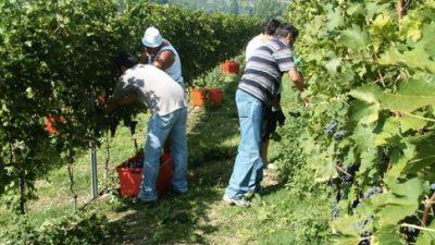 VENDEMMIA: PRESENTATI I DATI PREVISIONALI QUANTI-QUALITATIVI PER L’ITALIA, LA FRANCIA E LA SPAGNA. FOCUS SU VENETO E NORD EST