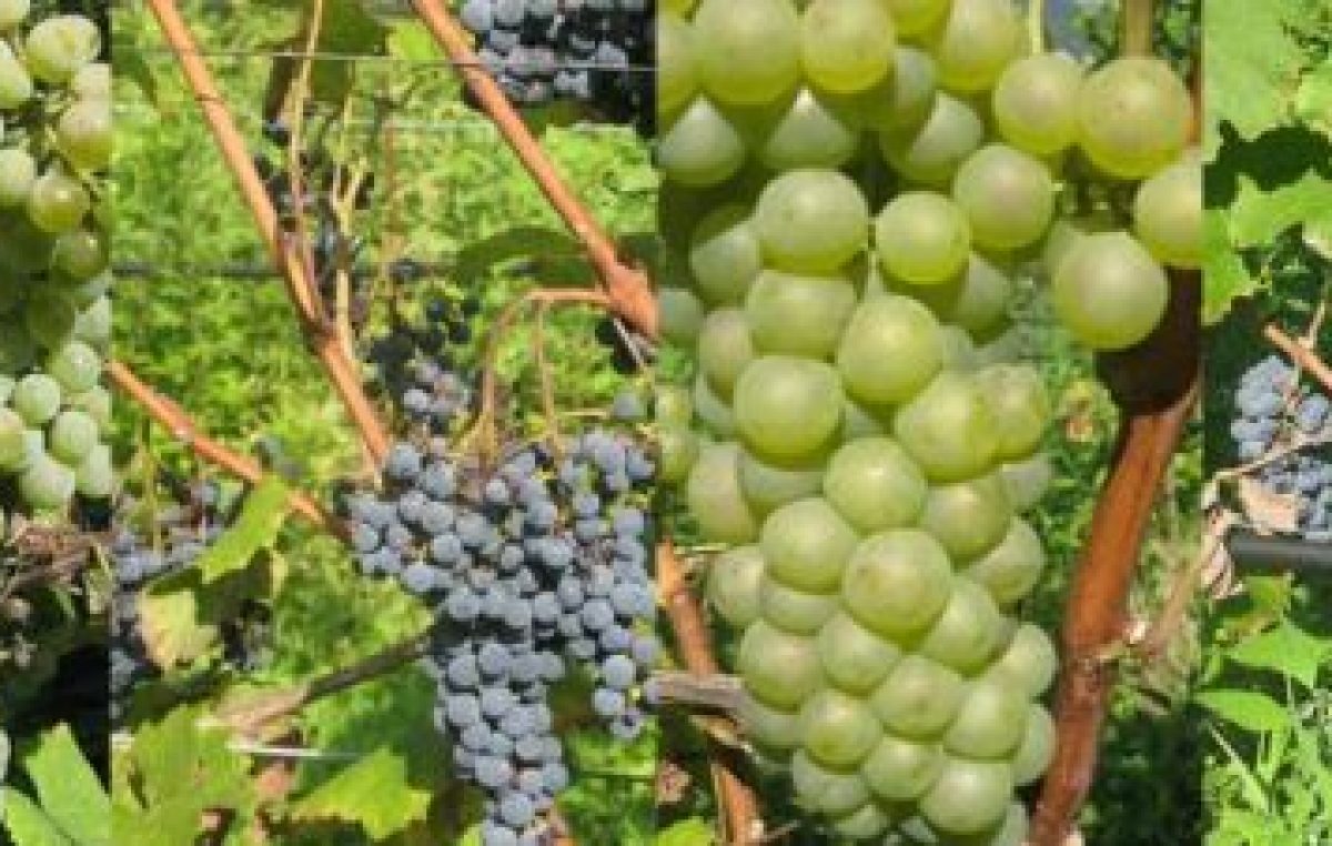 VENDEMMIA 2022 NEL VENETO: SICCITA’, ALTE TEMPERATURE E FLAVESCENZA DORATA DENOMINATORE COMUNE. UVE SANE. QUANTITA’ IN LEGGERO CALO. SI PARTE A CAVALLO DI FERRAGOSTO CON LE VARIETA’ PRECOCI