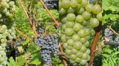 VENDEMMIA 2022 NEL VENETO: SICCITA’, ALTE TEMPERATURE E FLAVESCENZA DORATA DENOMINATORE COMUNE. UVE SANE. QUANTITA’ IN LEGGERO CALO. SI PARTE A CAVALLO DI FERRAGOSTO CON LE VARIETA’ PRECOCI