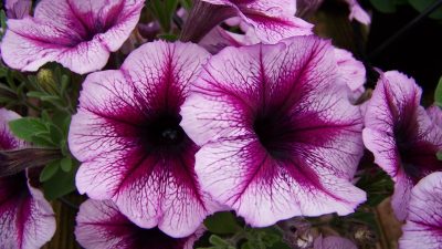 FLORICOLTURA NEL VENETO: UN’INTESA PER RAFFORZARE L’INTERA FILIERA
