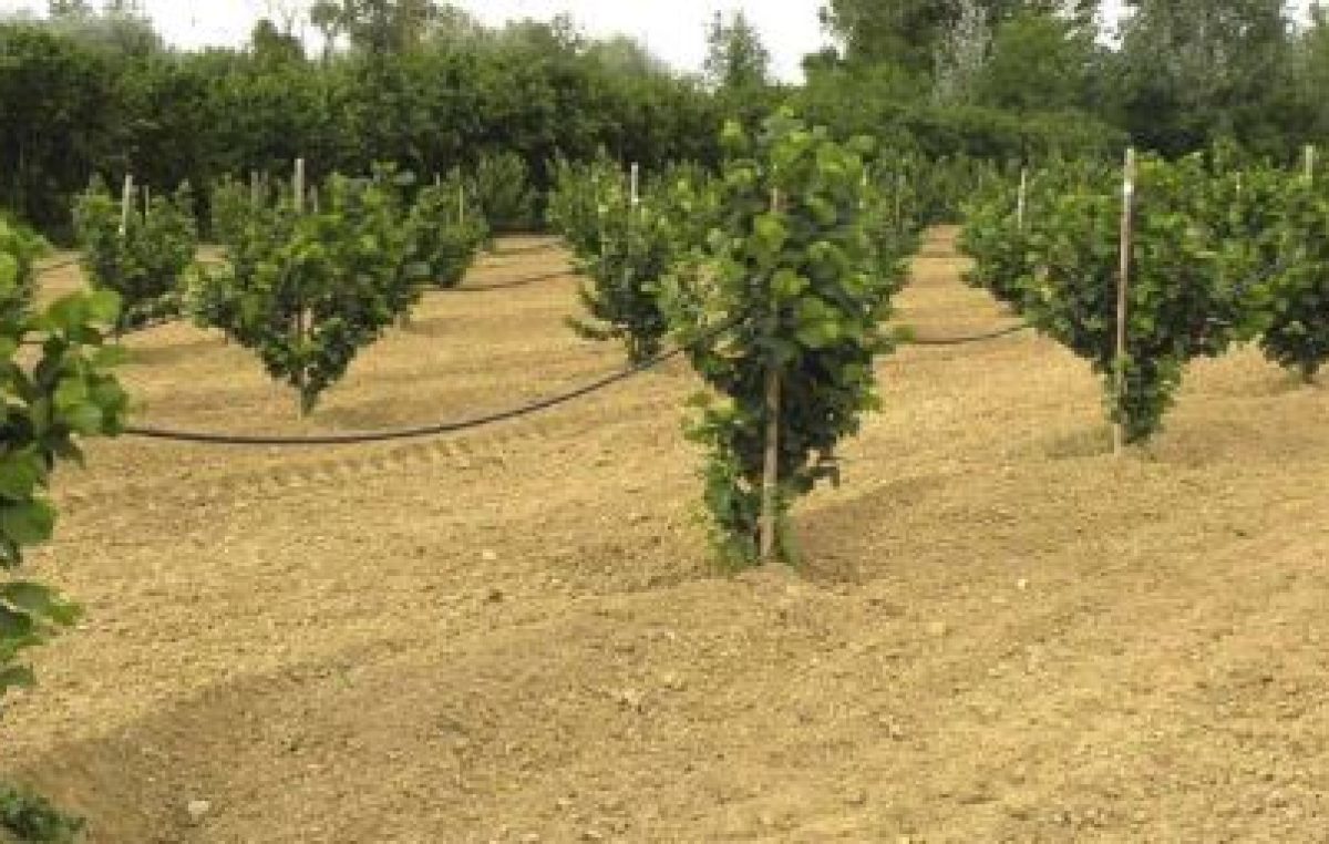 COLTURA DEL NOCCIOLO: UNA GIORNATA NEL CAMPO SPERIMENTALE DI VENETO AGRICOLTURA A CEREGNANO-RO