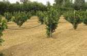 COLTURA DEL NOCCIOLO: UNA GIORNATA NEL CAMPO SPERIMENTALE DI VENETO AGRICOLTURA A CEREGNANO-RO